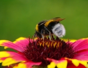 Hummel (Bombus)