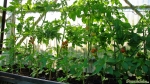 Tomaten