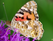 Distelfalter (Vanessa cardui)