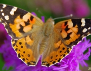 Distelfalter (Vanessa cardui)