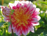 Dahlie (Dahlia)