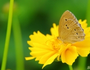 Bläuling (Polyommatus icarus)