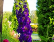 Rittersporn (Delphinium)