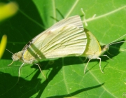 Kohlweißlinge (Pieris)