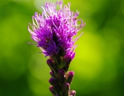 Prachtscharte (Liatris spicata)