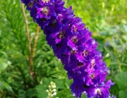 Rittersporn (Delphinium)
