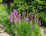 Prachtscharte (Liatris spicata)