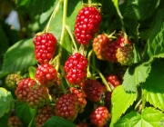 Brombeeren
