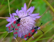 Sechsfleck-Widderchen (Zygaena filipendulae)