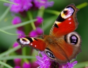 Tagpfauenauge (Aglais io)