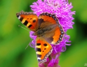 Kleiner Fuchs (Nymphalis urticae)