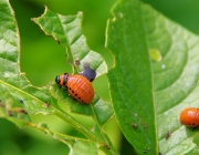 Kartoffelkäfer (Leptinotarsa decemlineata)