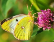 Goldene Acht (Colias hyale)