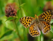 Kleiner Perlmuttfalter (Issoria lathonia)