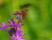 Kleiner Perlmuttfalter (Issoria lathonia)