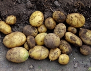 Kartoffeln