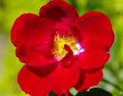 Hunds-Rose (Rosa canina)