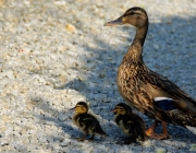 Stockenten (Anas platyrhynchos)