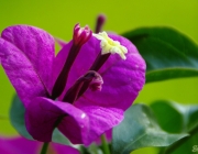 Drillingsblume (Bougainvillea glabra)