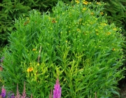 Herbst-Sonnenbraut (Helenium autumnale)