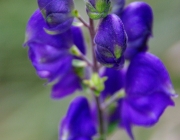 unbekannte Schönheit