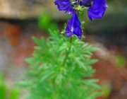 unbekannte Schönheit