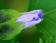 Giftbeere (Nicandra physalodes)