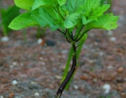 Giftbeere (Nicandra physalodes)