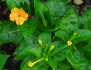 Wunderblume (Mirabilis jalapa)