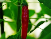 Chilischote