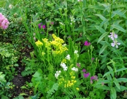 Strandflieder (Limonium)