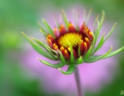Kokardenblume (Gaillardia)