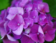 Gartenhortensie (Hydrangea macrophylla)