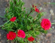 Portulakröschen (Portulaca grandiflora)