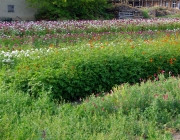 Abteigarten Quedlinburg