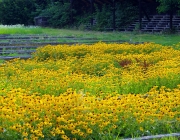 Gelber Sonnenhut (Rudbeckia fulgida)