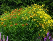 Herbst-Sonnenbraut (Helenium autumnale)