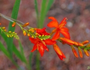 Montbretie (Crocosmia)