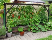 Tomatenzelt