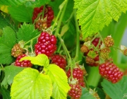 Brombeeren