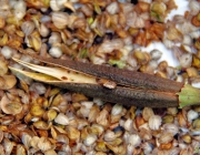 Gartengloxinie (Incarvillea delavayi)