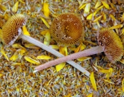 Färberkamille (Anthemis tinctoria)