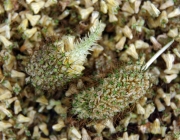 Tauben-Skabiose (Scabiosa columbaria)