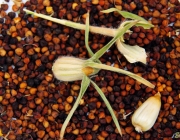 Kornrade (Agrostemma githago)