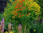Herbst-Sonnenbraut (Helenium autumnale)