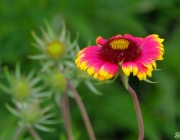 Kokardenblume (Gaillardia)