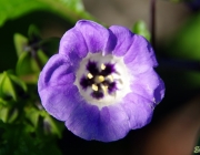 Giftbeere (Nicandra physalodes)