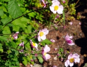 Herbst-Anemone (Anemone hupehensis)