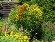 Herbst-Sonnenbraut (Helenium autumnale)