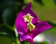 Bougainvillea (Drillingsblume)
